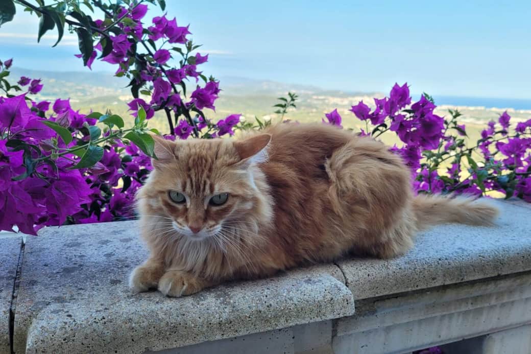 Our lovely cat that roams and lives on the premises. Her name is Ruby!