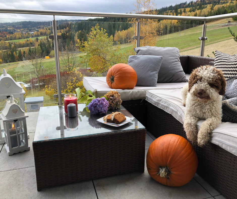 Pieski są mile widziane Pieski są mile widziane