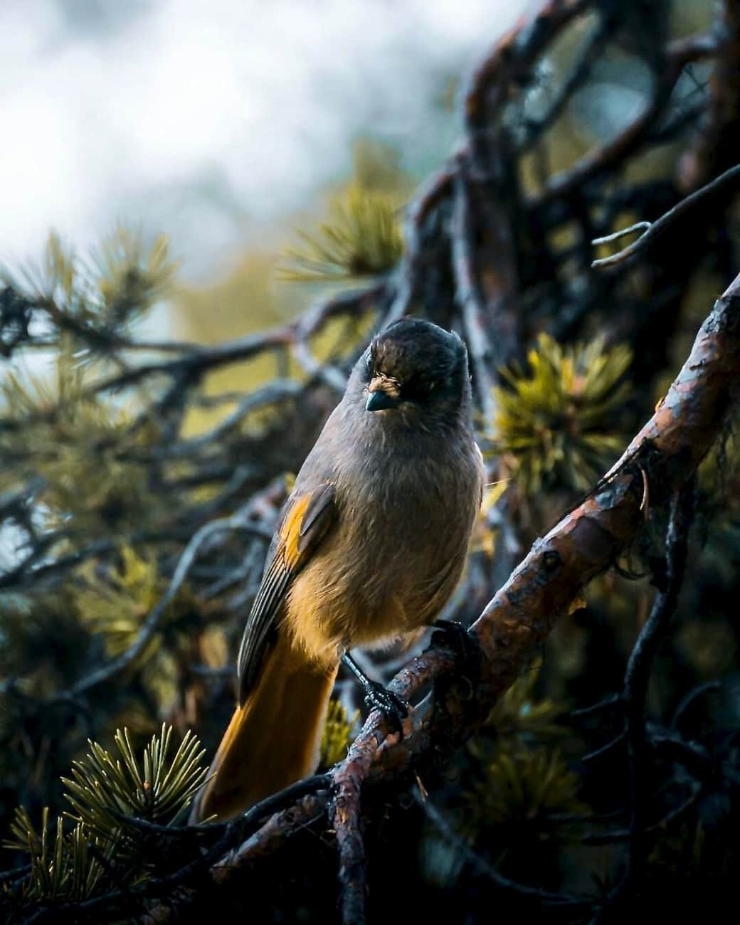 I think you will meet this pretty and smart bird She will probably drop by to say hello. Her name is Ms Lavskrika and she loves ecological food.Photo from one of my guests Ole Kramer, Germany.