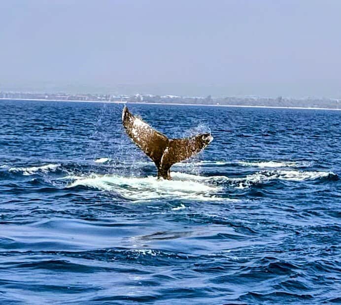 Humpback Whales during the winter months