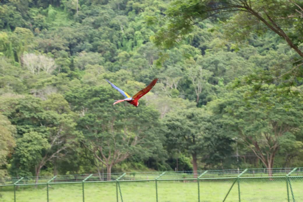 Macaws mid air with a bid of top colors showing
