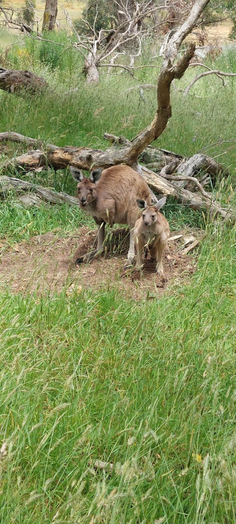 Wallabies behind the house