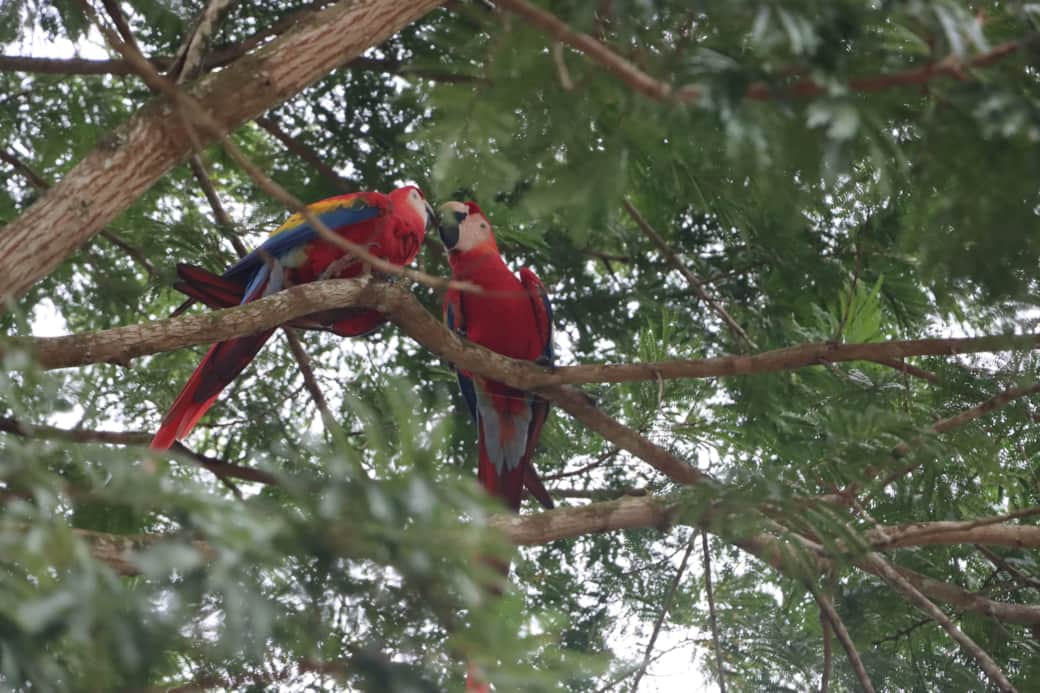 Two Macaws in Love