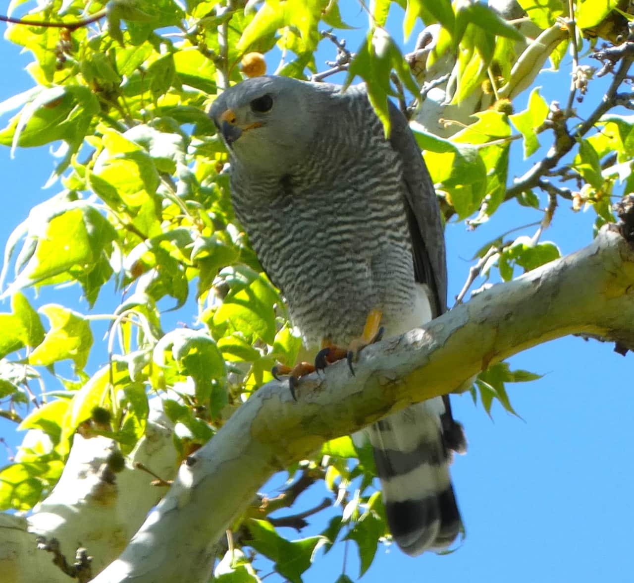 Gray Hawk