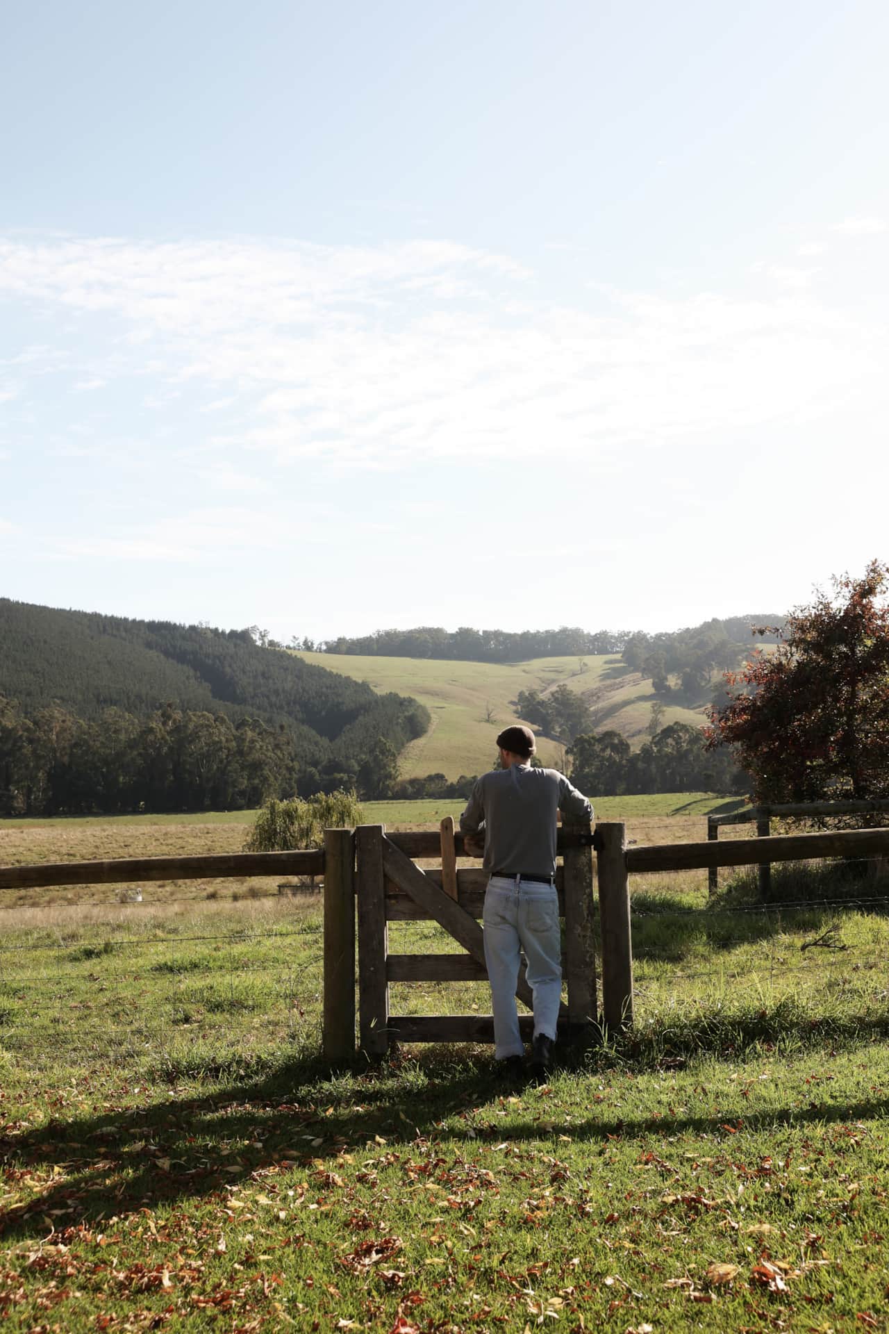 Dufflebird Farm paddocks and open pasture, Berrys Creek VIC, 120 acres of rolling meadows