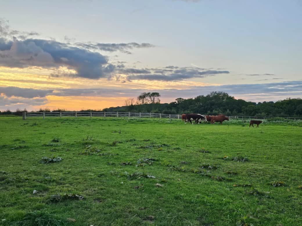 Cattle in the evening