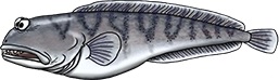 Wolffish illustration