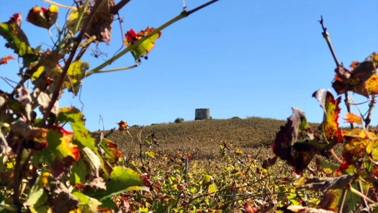 Explore as vinhas e delicie-se com uma prova de vinhos