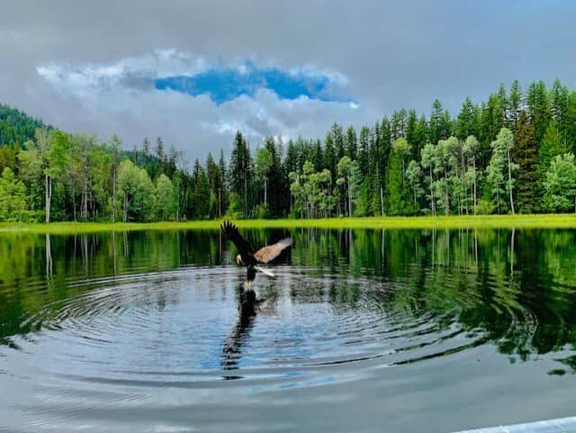 Vacation Rental North Idaho - Whitetail Cottage eagle catching fish