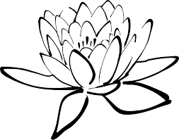 Seerose