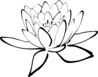Seerose