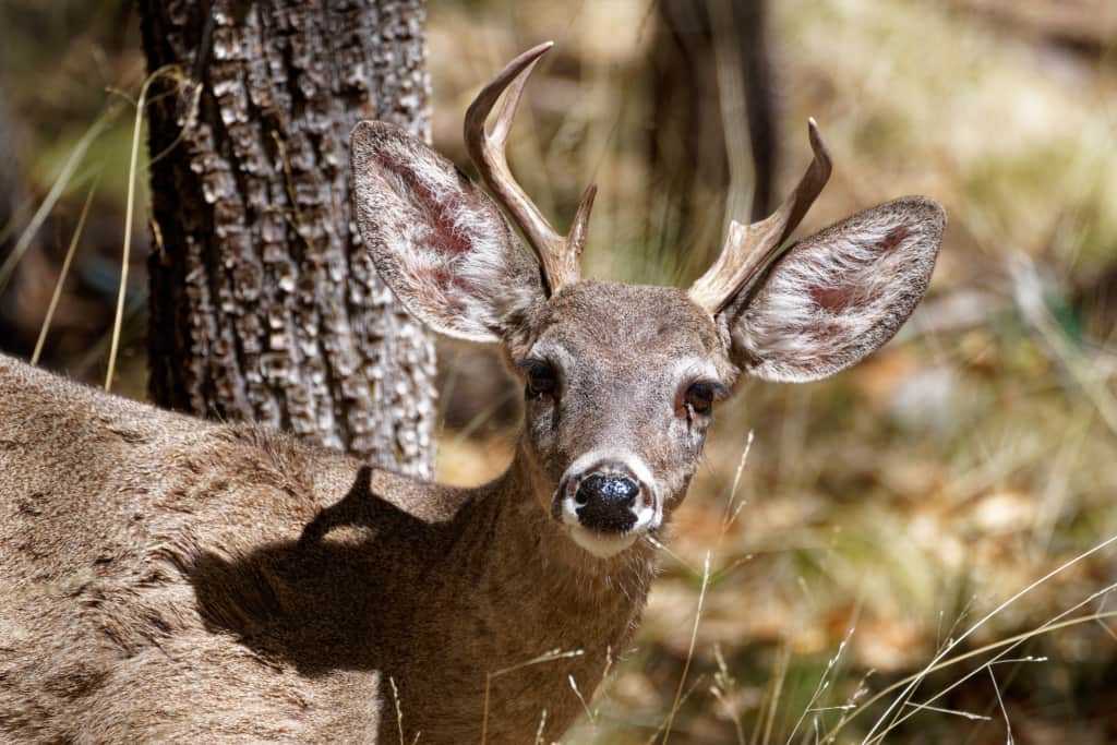 Coues Whitetail Deer live on the property.  They are a dwarf subspecies of whitetail deer.