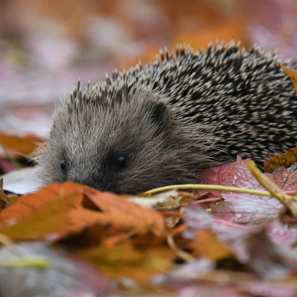 120061146 10156378579522614 2706159521950200751 n 120061146 10156378579522614 2706159521950200751 n