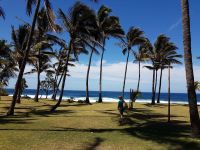 palmier vue sur mer un homme marche sur pelouse