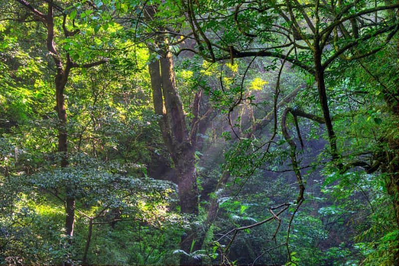 Diria National Park Hike