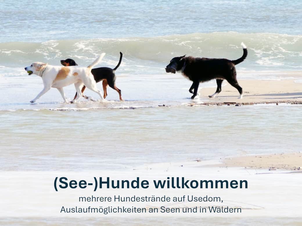 Haustiere herzlich willkommen!