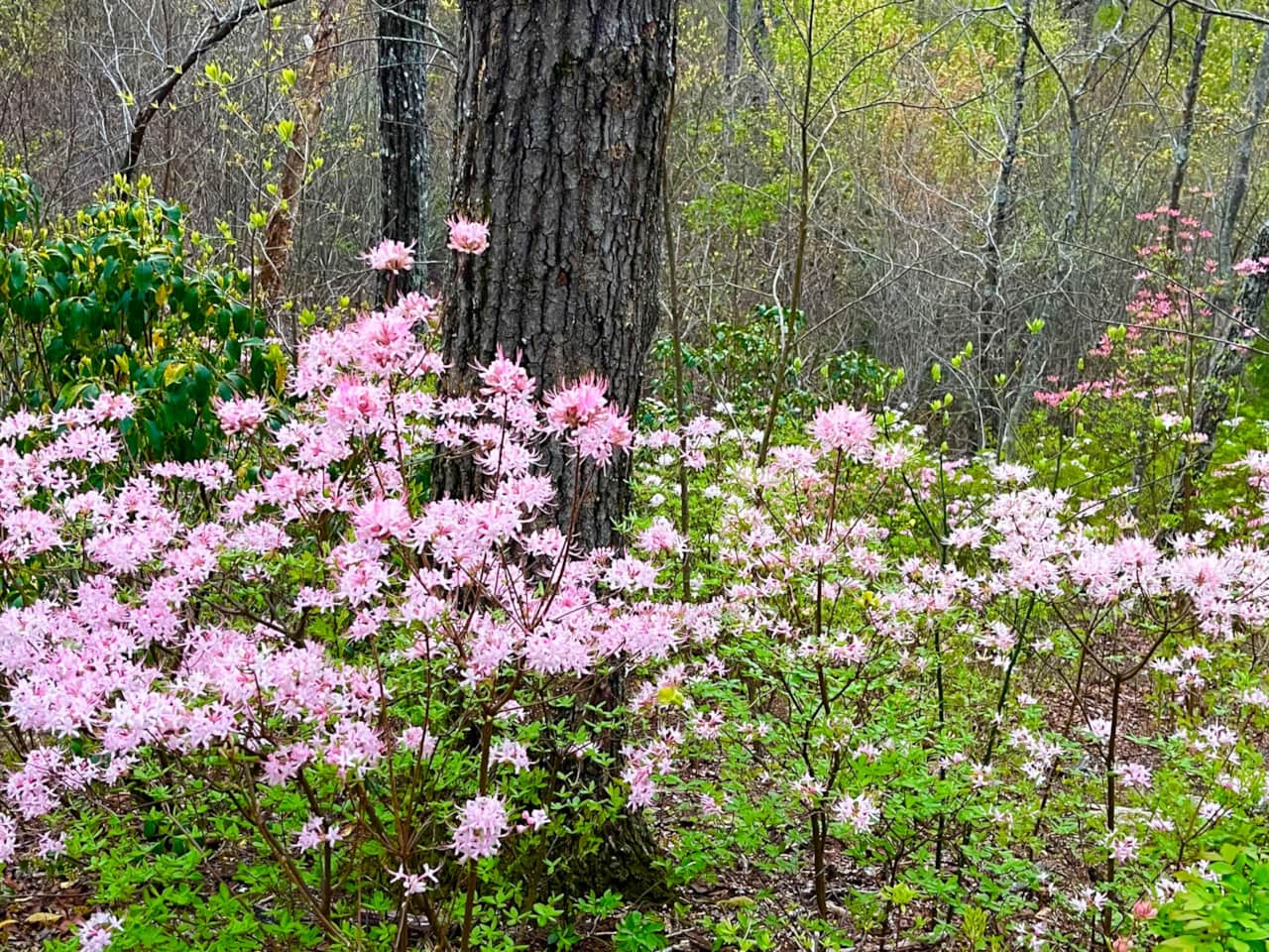 Springtime wild flowering bushes