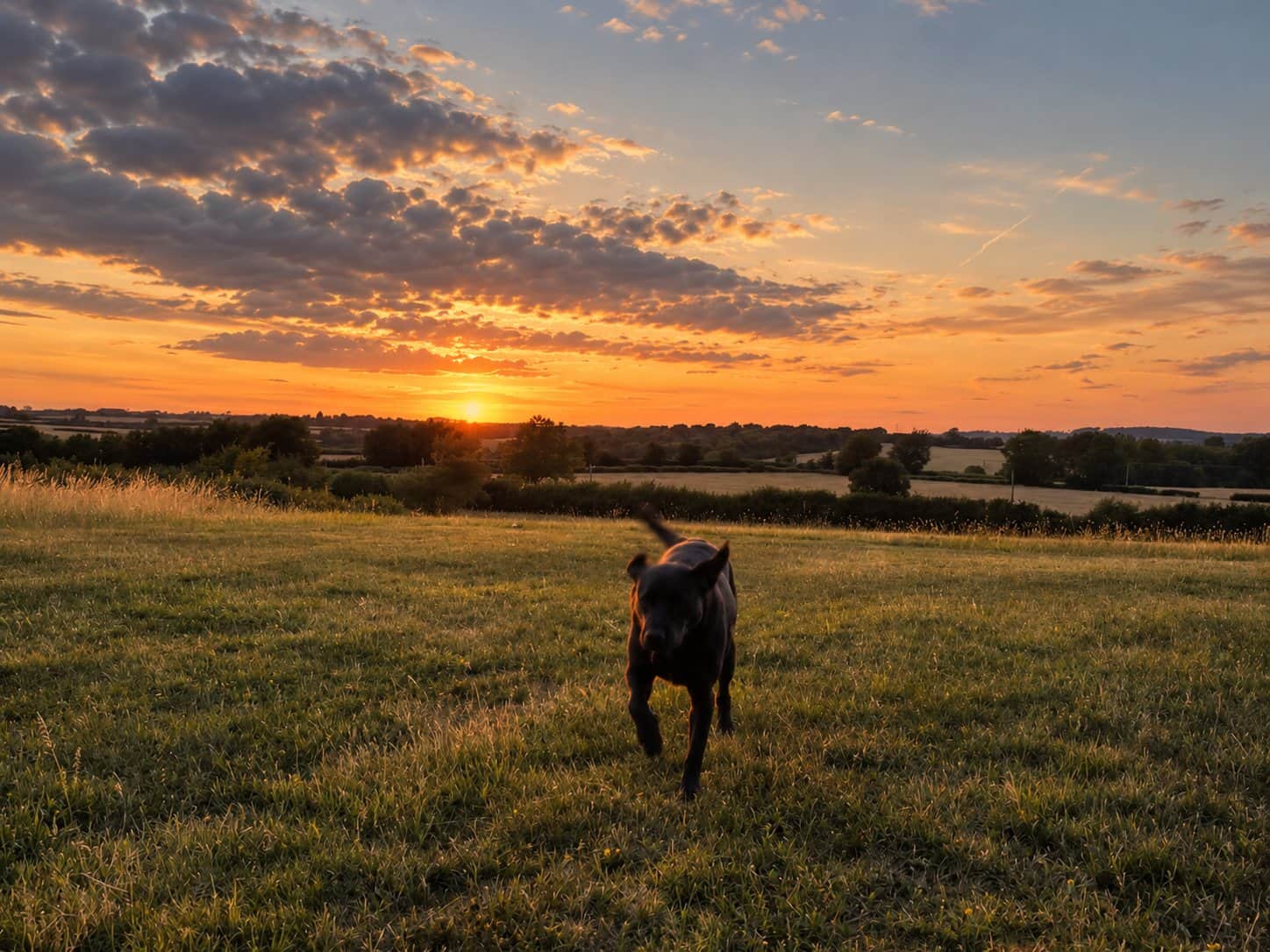 A dog enjoying the private two-acre field at The Cotswold Barn