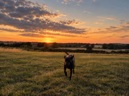 A four-legged guest at The Cotswold Barn