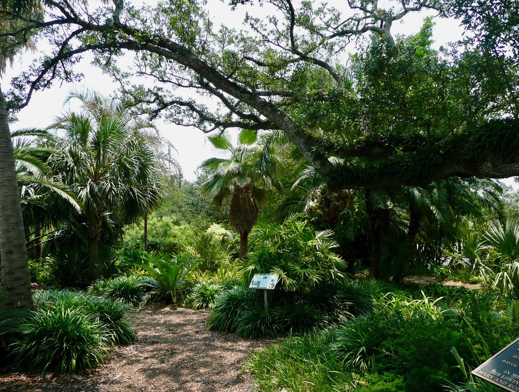 a garden with various plants and trees