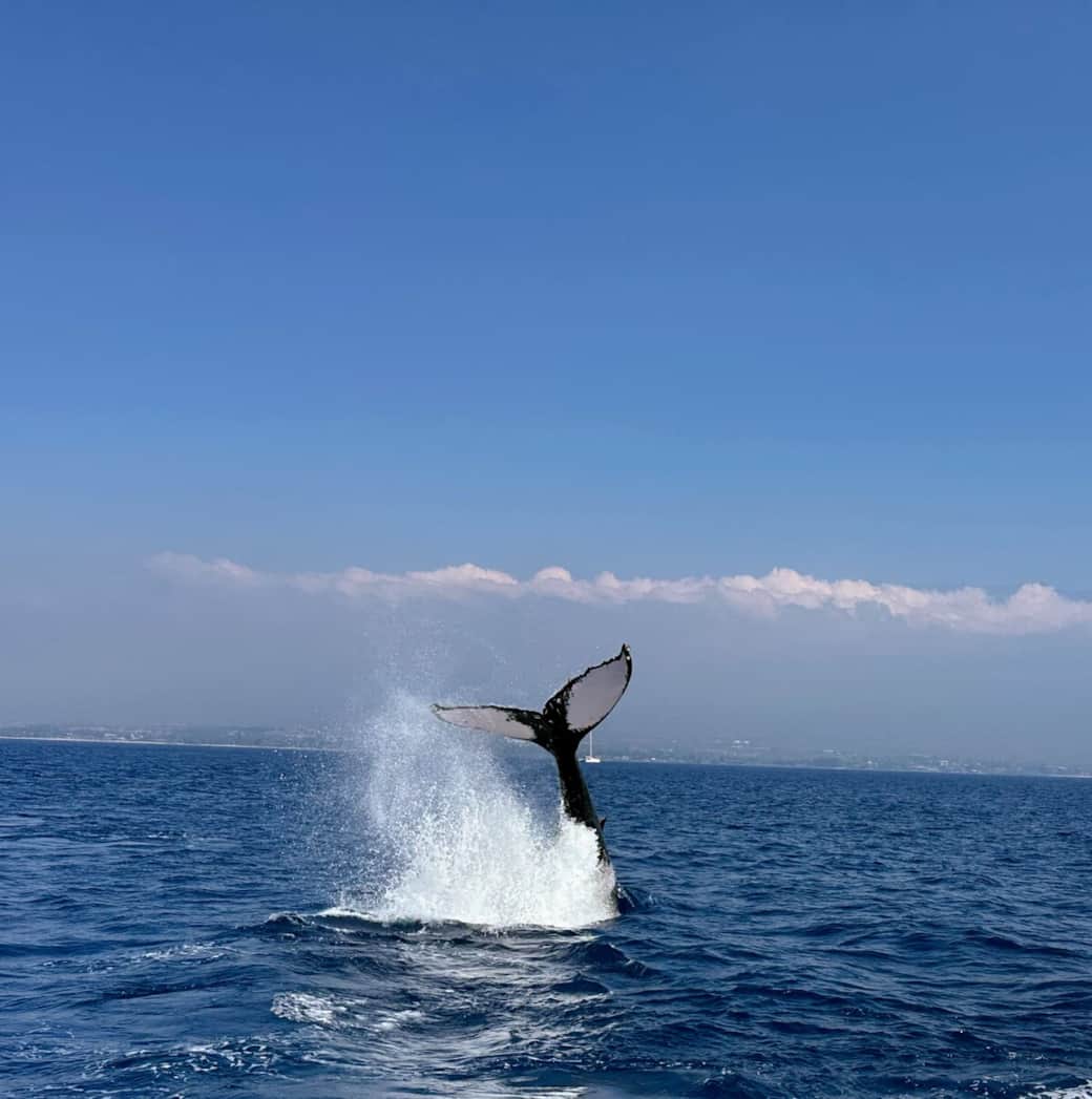 The whales are spectacular!