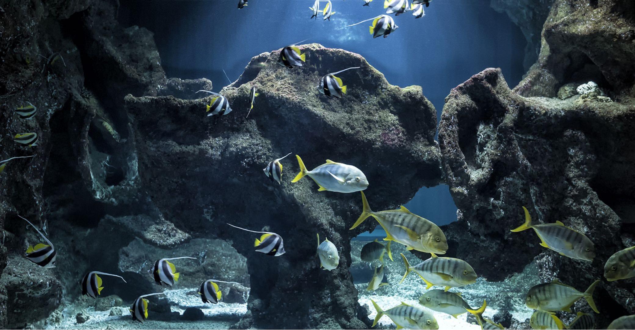 aquarium-la-rochelle.jpg