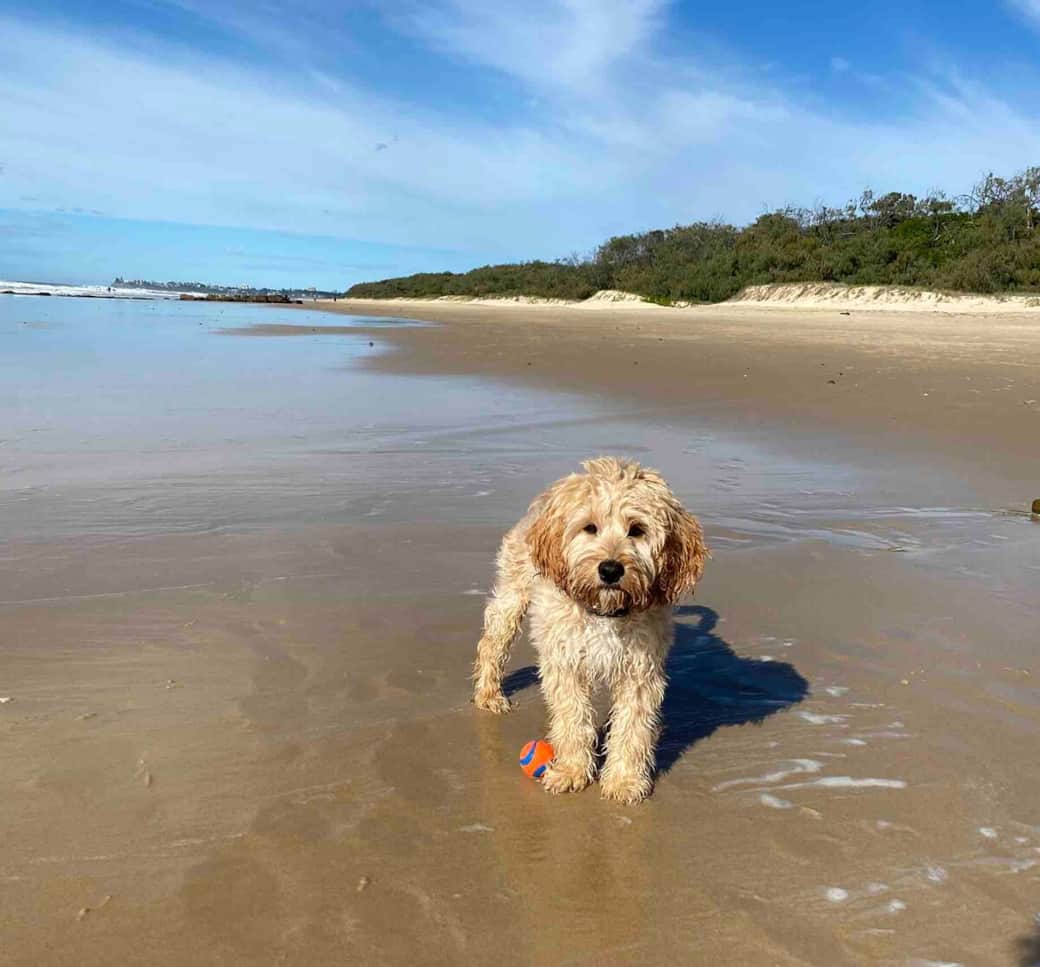 Doggie heaven!