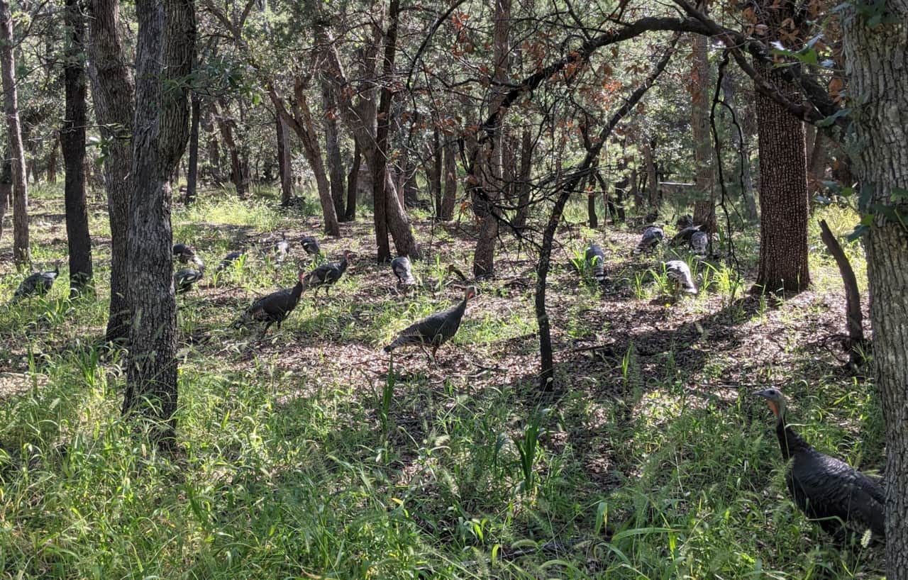 The Gould's occupy the sky island habitats in southern Arizona. Gould's turkeys are one of Arizona's two native wild turkey species.  There are lots of these roaming all over Ramsey Canyon.