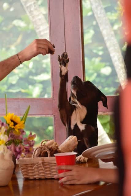 Finca pet friendly en Caldas
