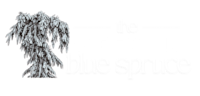 The Weeping Blue Spruce