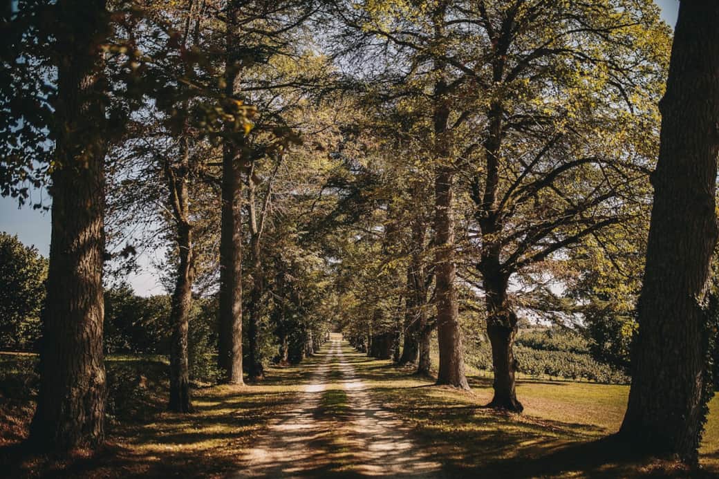 Entrance drive from main gate between towering cedar trees. The château is revealed magically as you approach!