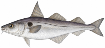 Zeichnung Schellfisch