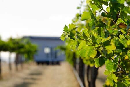 Hounds Run Tiny House viewed from the Vineyard