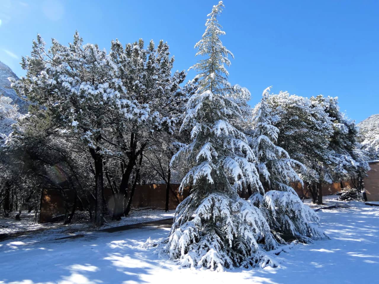 Snowy Pines