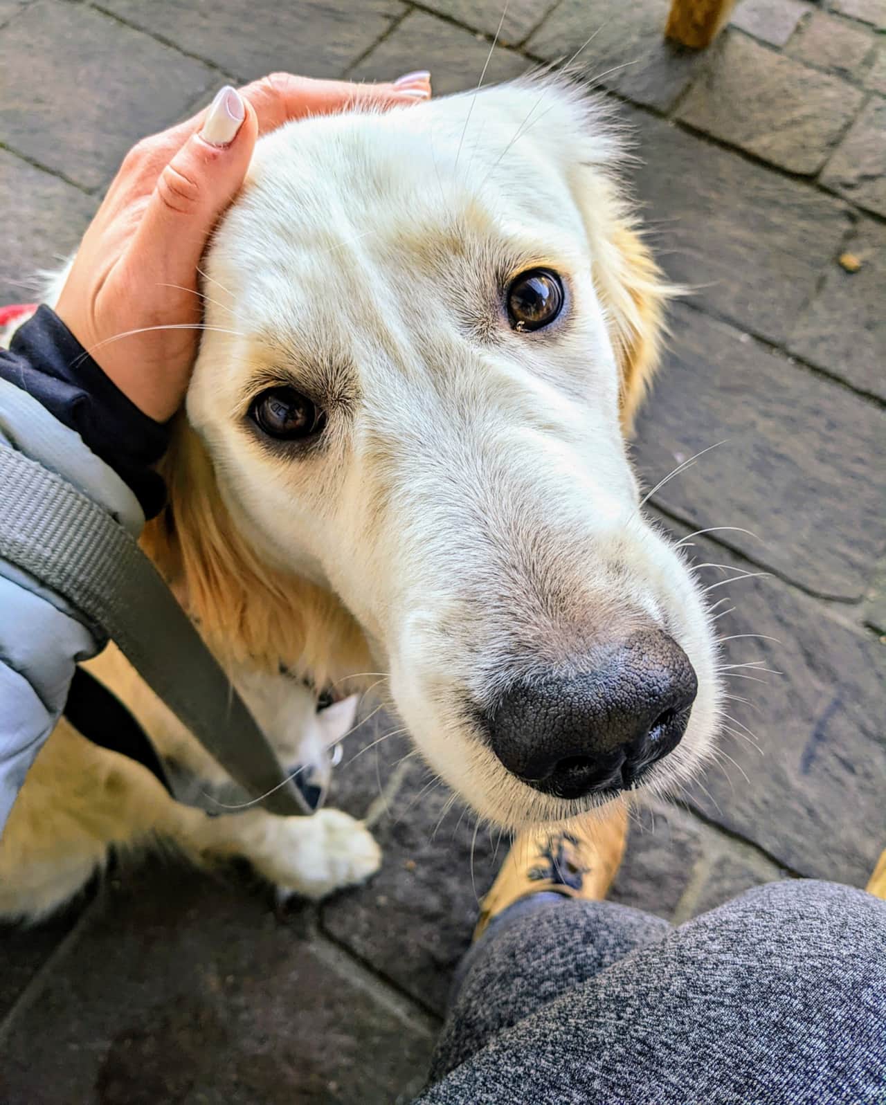 Pari 🐾