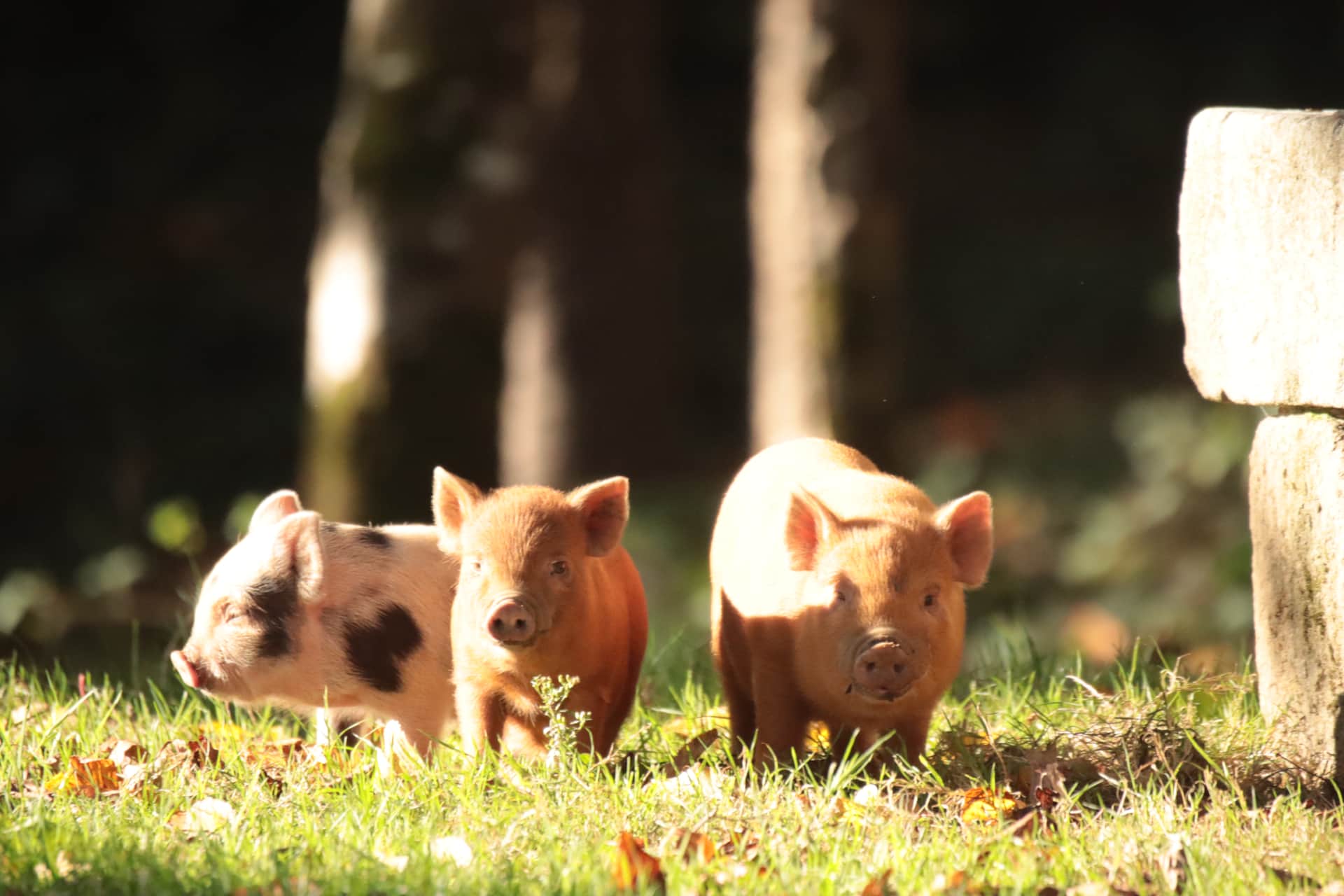 The adorable piglets at La Gourdinière