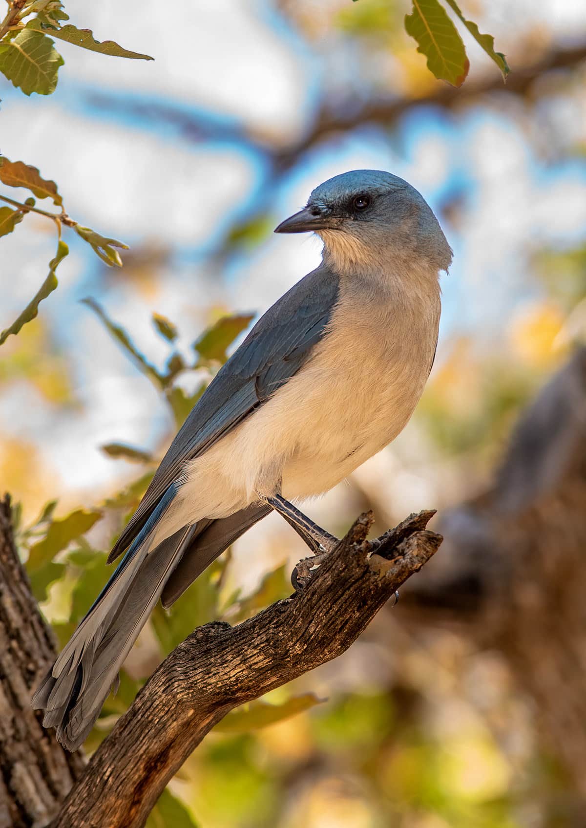 Mexican Jay