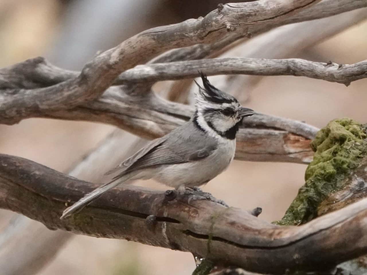 Bridled Titmouse