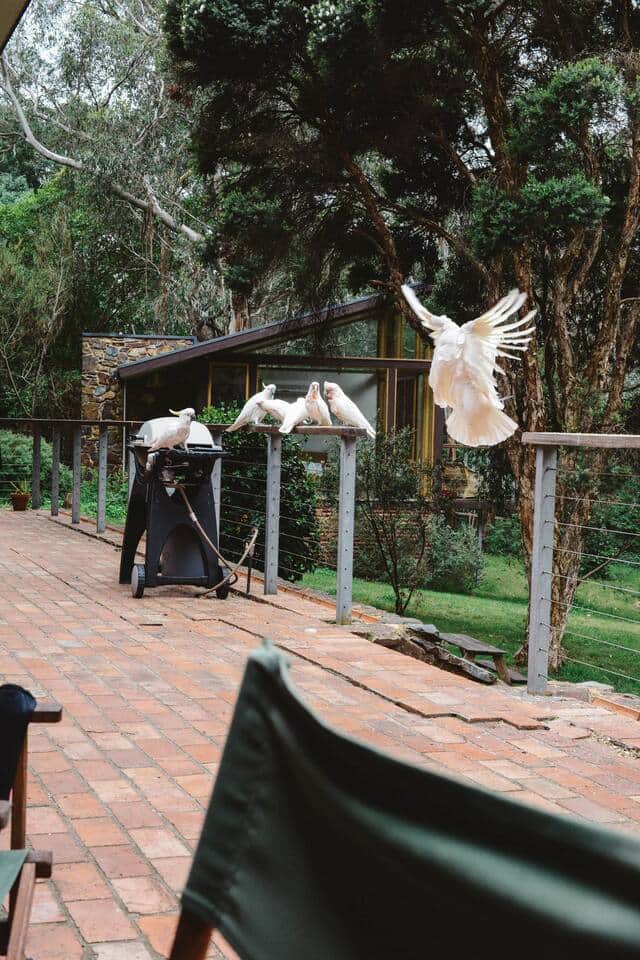 Local neighbours enjoying the patio (and BBQ). Local neighbours enjoying the patio (and BBQ).