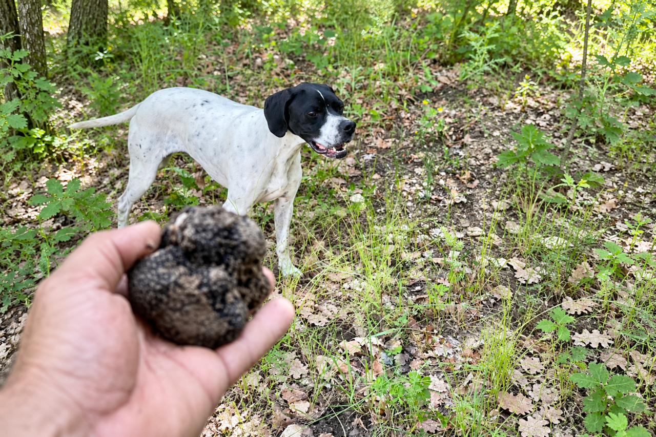 Truffle Hunting