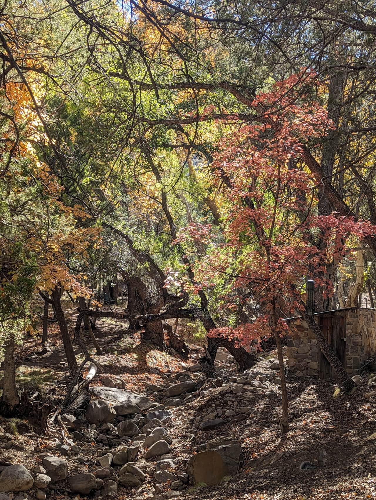 Fall colors along Ramsey Creek.