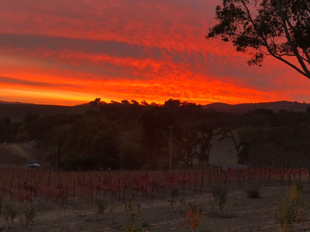 Winter sunset over the orchard and vineyard