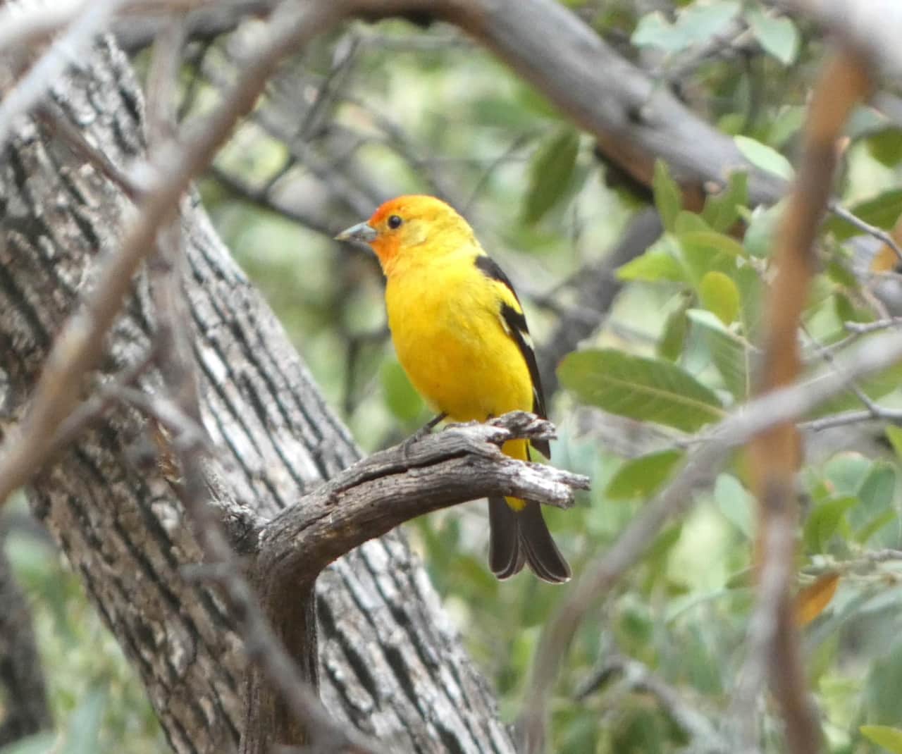 Western Tanager 