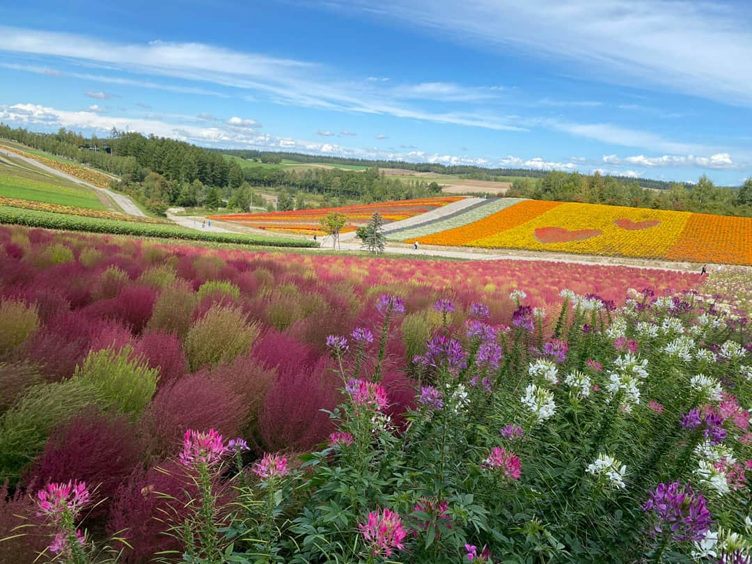 Summer flower fields in Biei