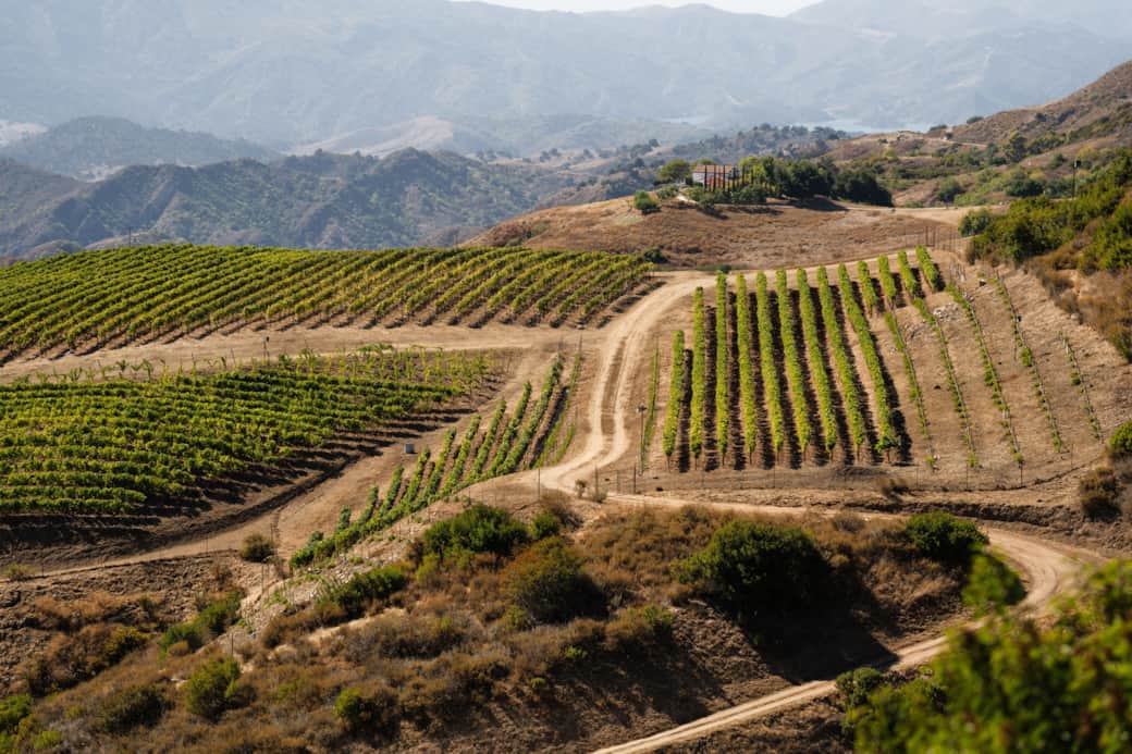 View - Vineyard/East