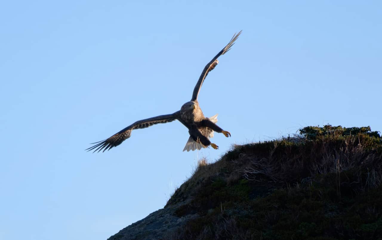 Eagle Rorbu Lofoten