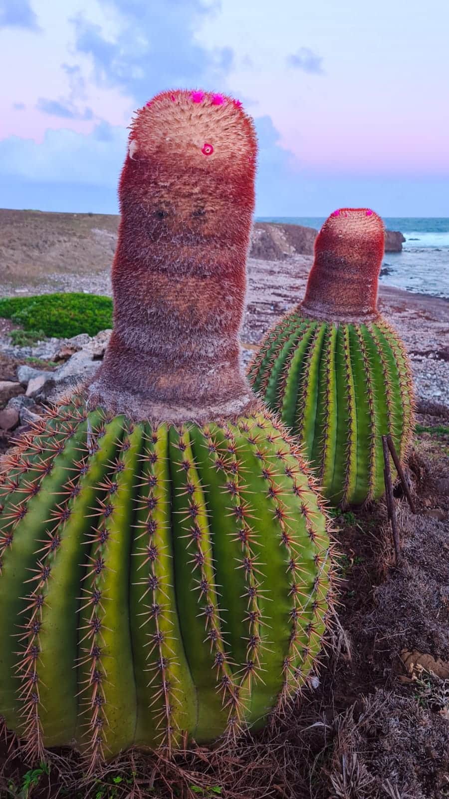 Melocactus de la Désirade