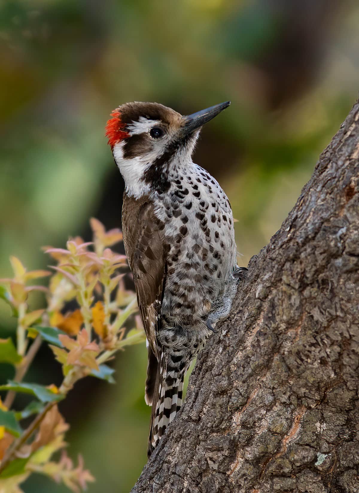Arizona Woodpecker