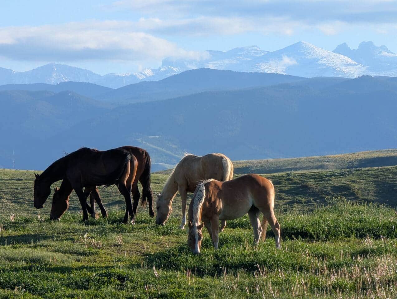Magpie Cabin living area