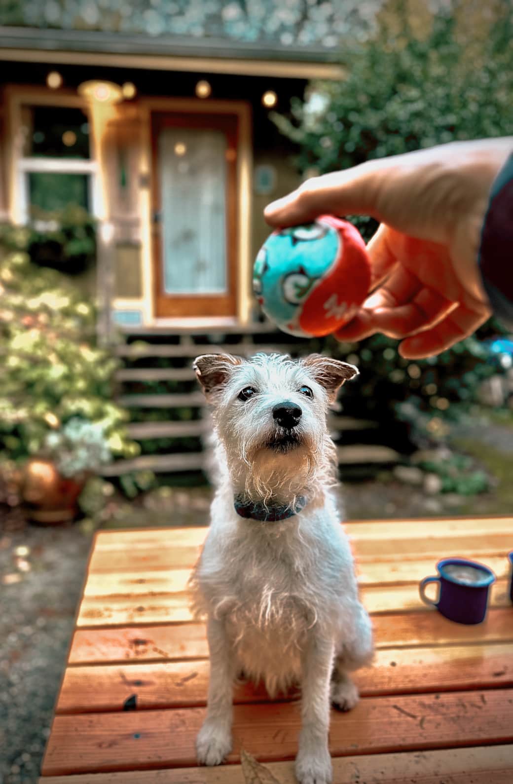 We’re Dog friendly!! Zoe at the Pine Cine Cabin. We’re Dog friendly!! Zoe at the Pine Cine Cabin.
